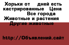   Хорьки от 35 дней есть кастрированные › Цена ­ 2 000 - Все города Животные и растения » Другие животные   